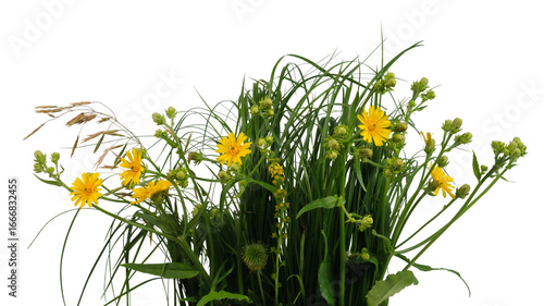 Set of various yellow flowers  among various meadow grass isolated on white background