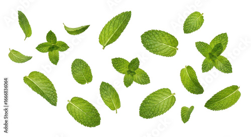 Mint leaves on a black background on transparent background