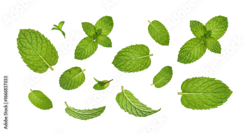 Fresh mint leaves falling isolated on transparent background