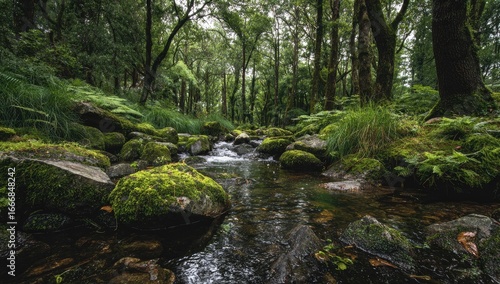 A tranquil stream meanders through a mossy forest