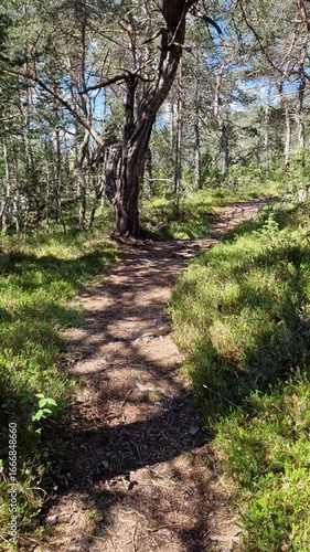 Lush green forest hike with sunlight filtering through trees and clear blue sky.