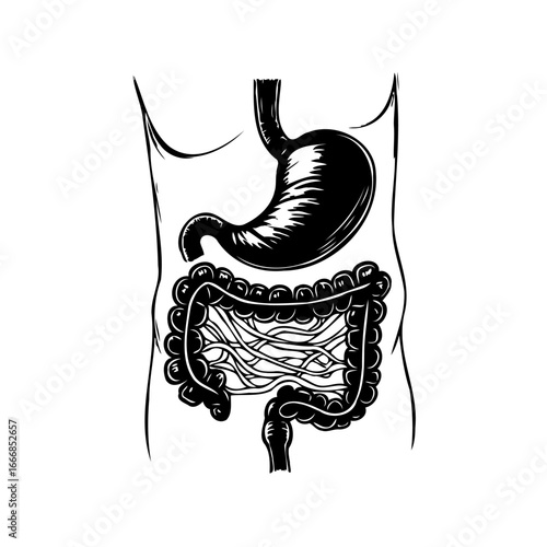 Human internal organ illustration showcasing the stomach and intestines in a detailed anatomical
