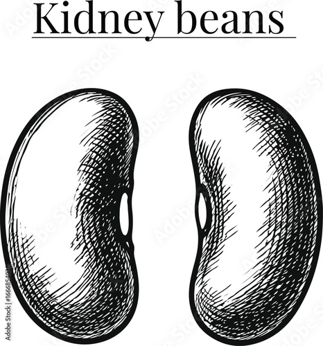 Kidney Beans Hand Drawn Vector Illustration – Vintage Botanical Legume Sketch