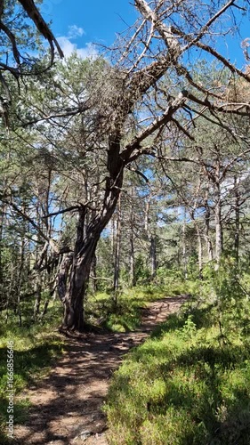 Peaceful forest hiking trail with lush green trees, sunbeams, and clear blue sky.