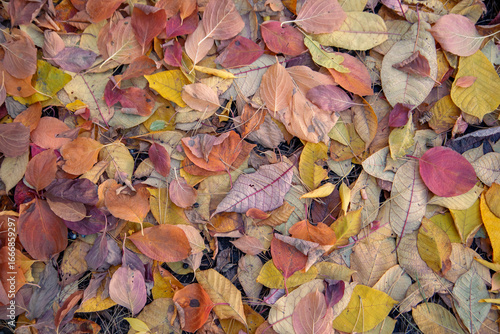 Autumn background from dry autumn leaves. The texture of the leaves.