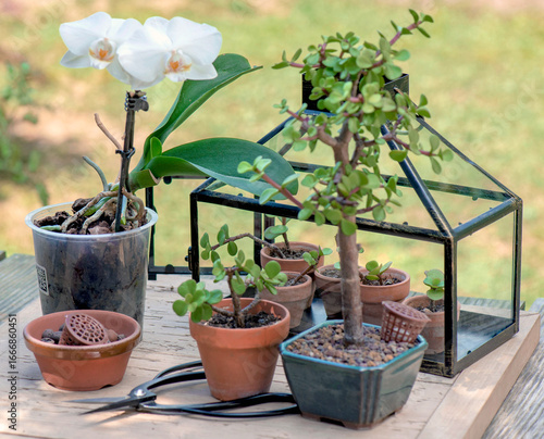 sseedling of succulent plants in little greenhouse on wooden table with potte...