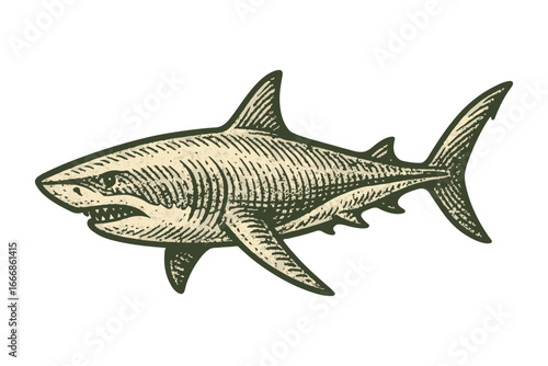 Vintage Shark  Illustration