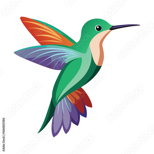 hummingbird vector illustration