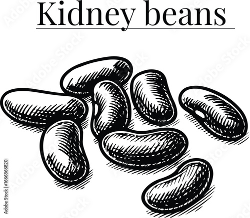 Kidney Beans Hand Drawn Vector Illustration – Vintage Botanical Legume Sketch