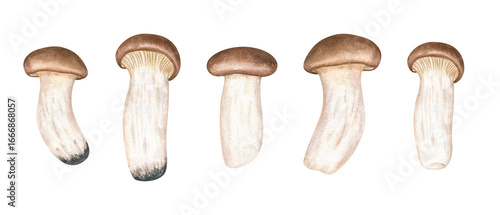 Edible King oyster trumpet mushroom eryngi clip art watercolor illustration on isolated background. Hand painted exotic delicious Asian eringii set for vegan and vegetarian healthy fusion, cooking,,