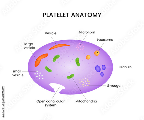 Platelet Anatomy Diagram Medical Illustration