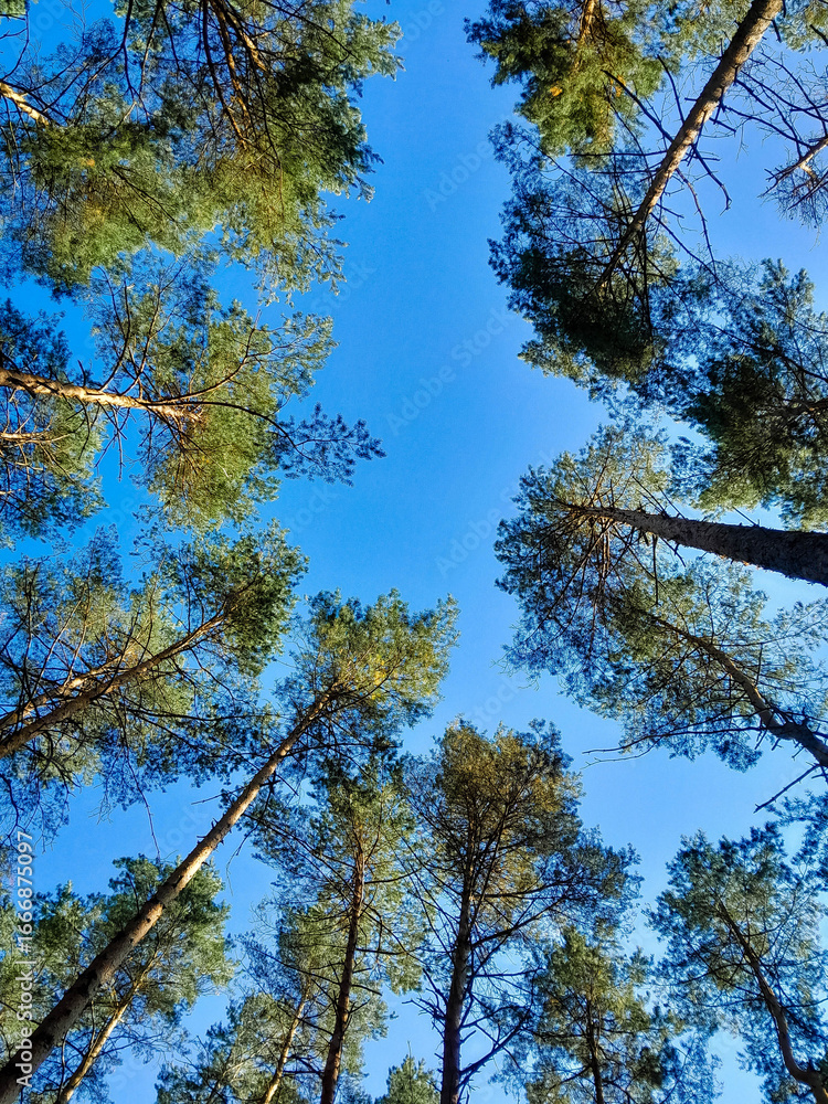 Obraz premium Green trees on blue sky background. Summer green nature.