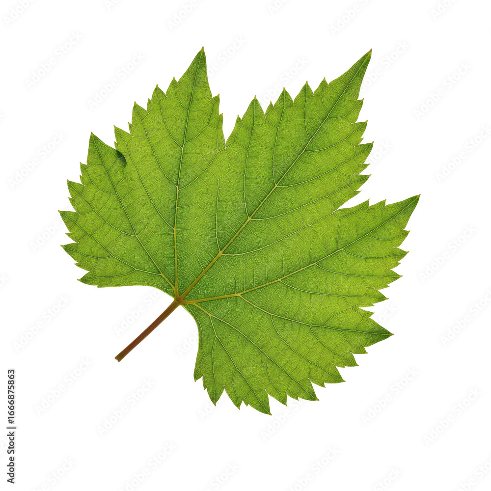 Fototapeta premium Detailed vine leaf, lush green