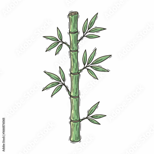 Hand-drawn green bamboo stalk illustration, a strong Asian symbol for prosperity, growth, and celebration