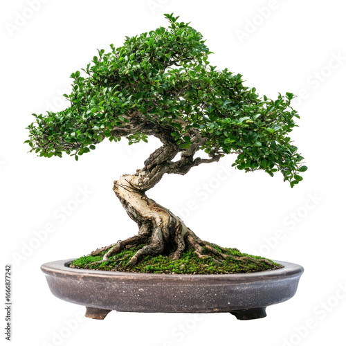 A beautifully crafted bonsai tree in a ceramic pot, set against a transparent background