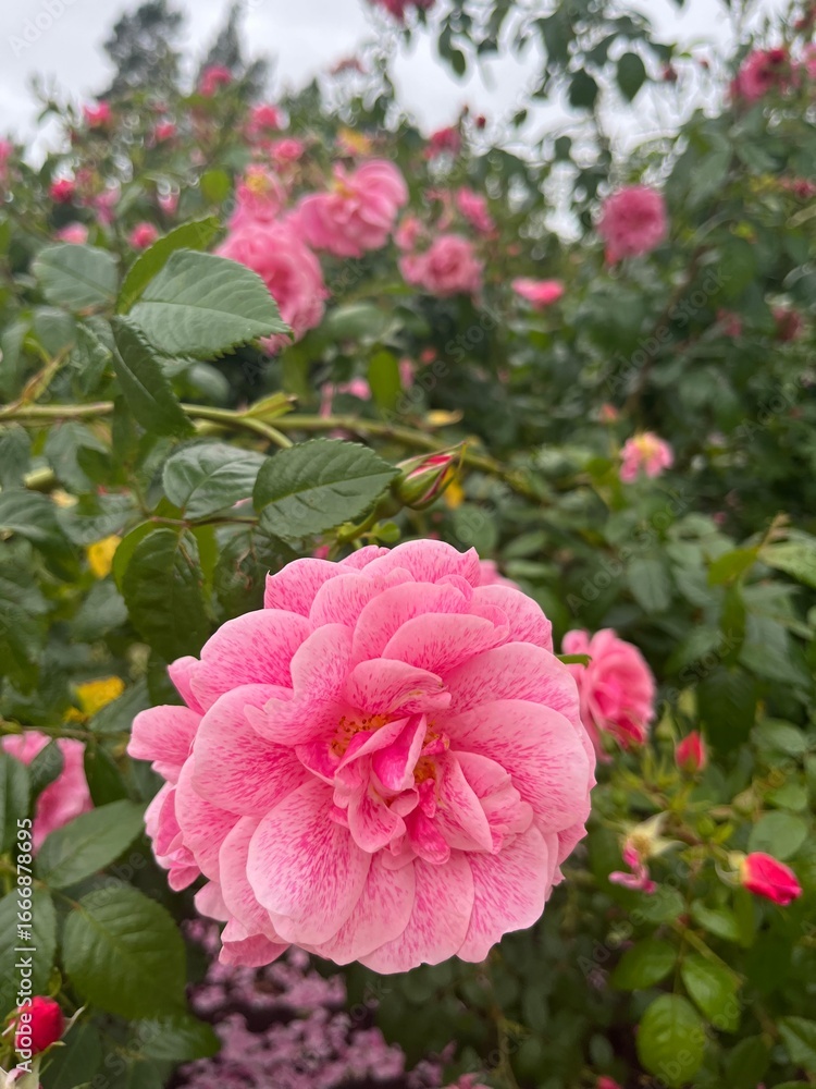 Obraz premium pink flowers in the garden