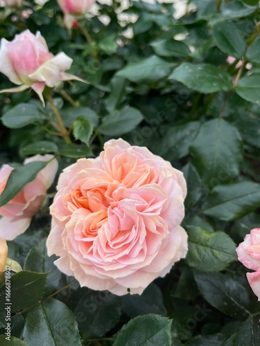 pink roses in garden