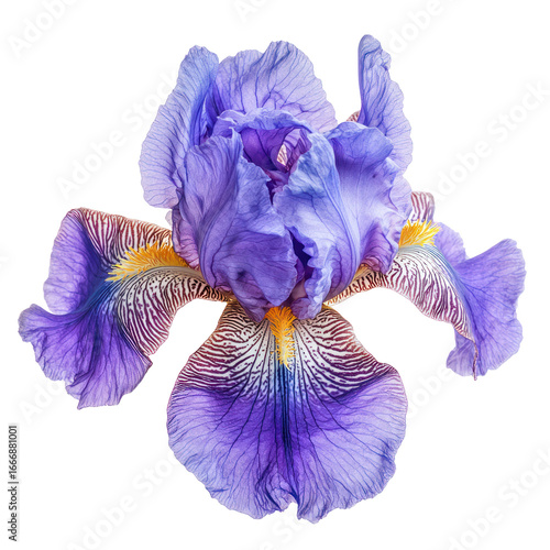 A single purple iris flower with a transparent background