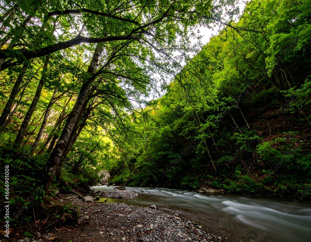 Obraz premium Lush forest river gorge