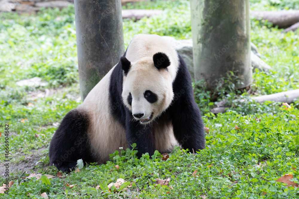 Obraz premium Male Panda Returned from USA, TaiShan, Shenshuping, China