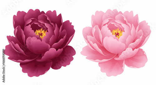 Two exquisite pink peony blossoms blooming vibrantly, showcasing their delicate petals and rich colors in a beautiful composition