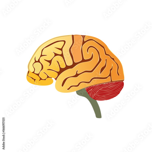 Anatomical Brain Depiction Illustrated Human Organ Concept