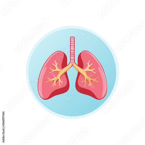 Illustration of human lungs for medical, science, and education purposes shows alveoli structure and respiratory system anatomy