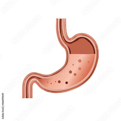 Anatomical human stomach illustration with internal digestive fluids and food particles