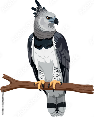 Harpy Eagle (Harpia harpyja) Vector Illustration – Amazon Rainforest Apex Predator, Neotropical Raptor, Transparent Background