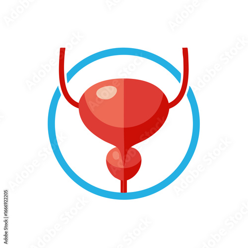 Human Bladder Illustration for Medical Purposes in Simple Design