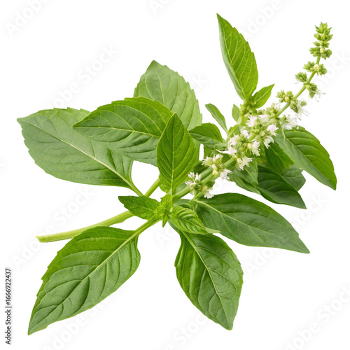 Holy basil isolated on transparent background  
