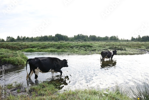 Wallpaper Mural Beautiful cows crossing stream on sunny day Torontodigital.ca