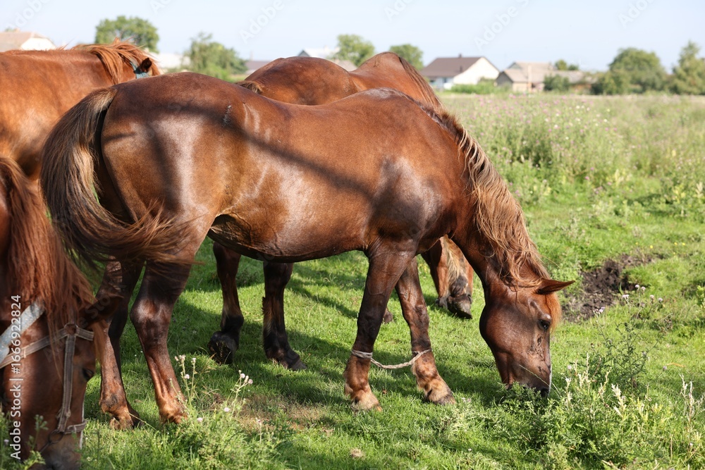 Obraz premium Beautiful horses grazing in meadow on sunny day