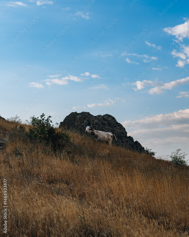 Obraz premium A white cow is standing on a hillside in a field. The sky is clear and blue, and the sun is shining brightly. The cow appears to be enjoying the warm weather and the beautiful scenery
