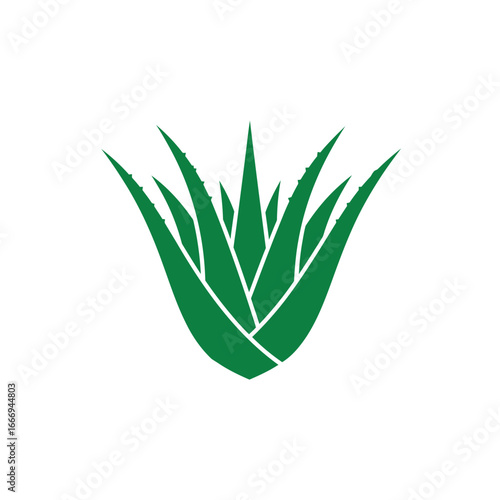 Simple green aloe vera illustration.  Perfect for skincare or health related designs.