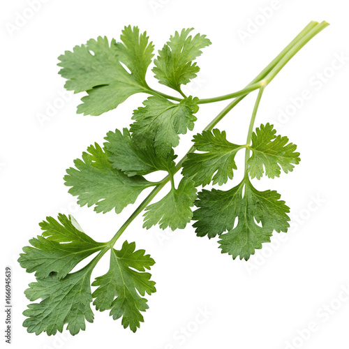 Wallpaper Mural Coriander isolated on transparent background  
 Torontodigital.ca