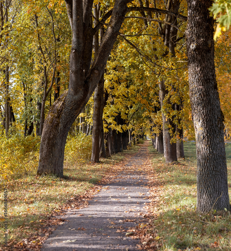 Naklejka premium an asphalt path for walking in the park with maple trees in the autumn season, orange foliage of maple trees in the autumn season and a sidewalk