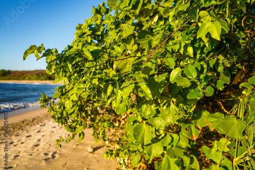 tree on the beach