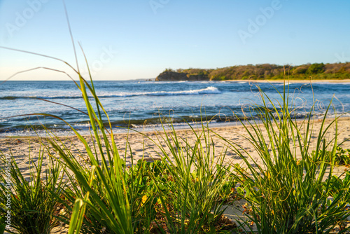 Grass on the Beach
