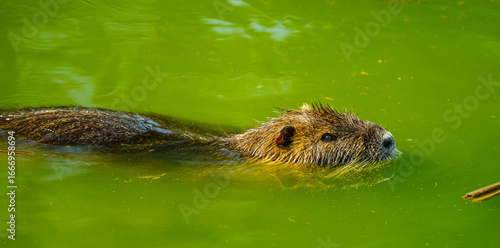 nutria or coypu (Myocastor coypus) swimming in water
