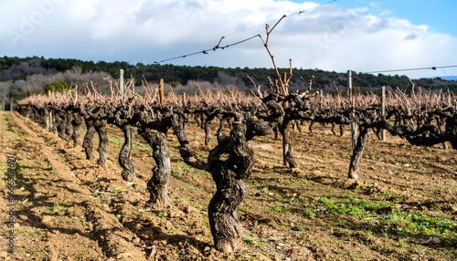 Bare vineyard rows in winter season rural agricultural landscape