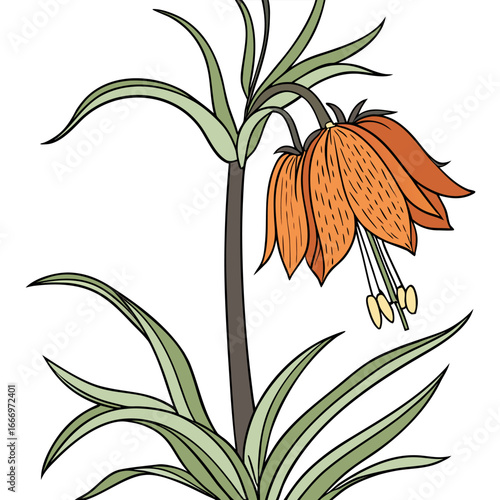 crown imperial funky orange with leaves 
