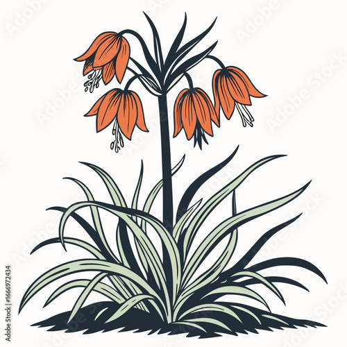 crown imperial funky orange on white background 