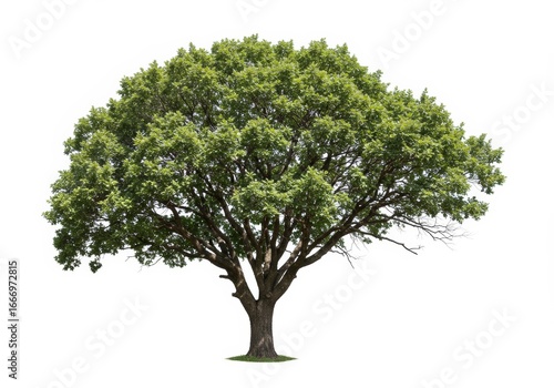 Majestic solitary oak tree with lush green foliage on a clear background