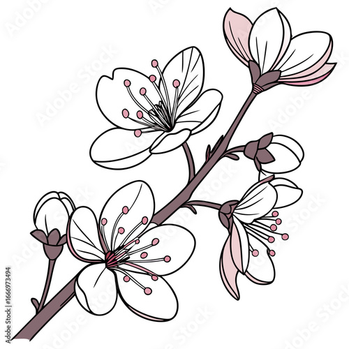 Photos branch of cercis canadensis eastern redbud flower