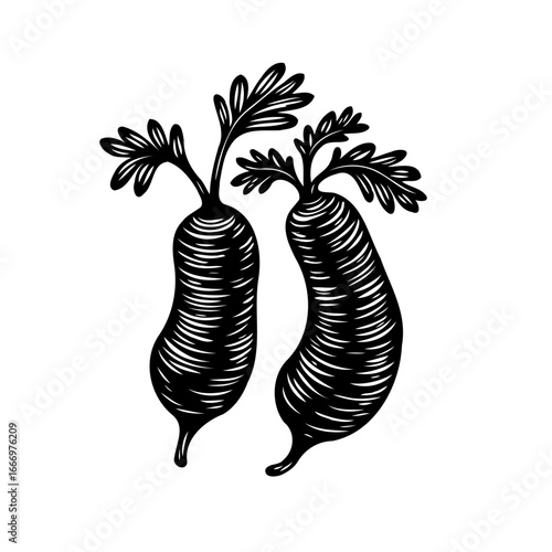 Whimsical botanical illustration of root vegetables hand-drawn in black and white perfect for