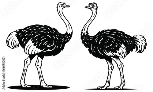 ostrich vector illustration