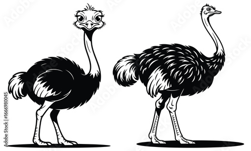 ostrich cartoon illustration