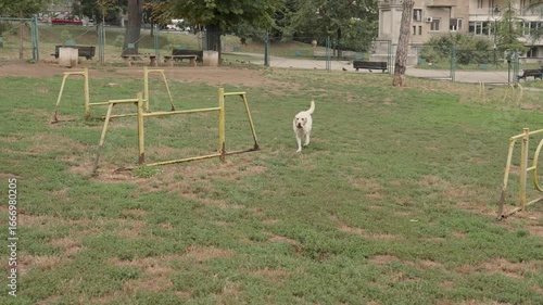 A joyful Labrador retriever runs across the grass carrying a red ball in its mouth at a local park. Capturing the energy and happiness of outdoor play, this image is ideal for themes related to pets, 