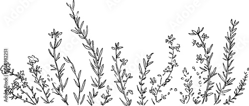 Hand drawn doodle border of rosemary twigs for decorative design